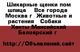 Шикарные щенки пом шпица  - Все города, Москва г. Животные и растения » Собаки   . Ханты-Мансийский,Белоярский г.